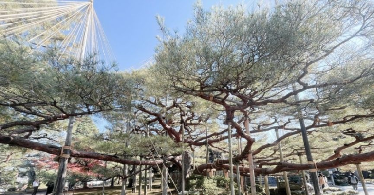 2 Day Kanazawa Itinerary: Gardens & Gold Leaf Traditions